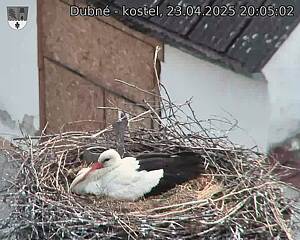 Capi_Dubne_20250423_200502.jpg (1350 x 1080)