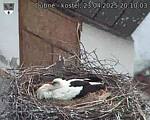 Capi_Dubne_20250423_201003.jpg