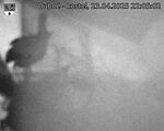Capi_Dubne_20250423_220502.jpg