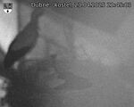 Capi_Dubne_20250423_224503.jpg