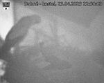 Capi_Dubne_20250423_225003.jpg