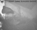 Capi_Dubne_20250423_230003.jpg