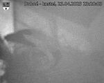 Capi_Dubne_20250423_232003.jpg