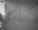 Capi_Dubne_20250423_232502.jpg