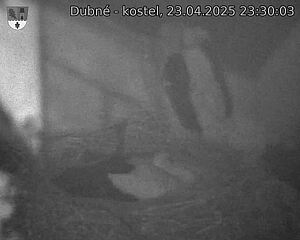 Capi_Dubne_20250423_233003.jpg (1350 x 1080)