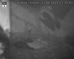 Capi_Dubne_20250423_233503.jpg
