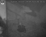 Capi_Dubne_20250424_003002.jpg