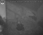 Capi_Dubne_20250424_003502.jpg