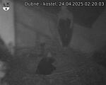 Capi_Dubne_20250424_022003.jpg