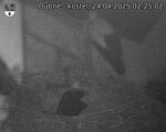 Capi_Dubne_20250424_022502.jpg