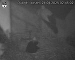 Capi_Dubne_20250424_024502.jpg