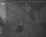 Capi_Dubne_20250424_025002.jpg