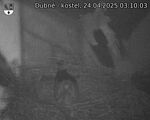 Capi_Dubne_20250424_031003.jpg
