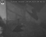 Capi_Dubne_20250424_044002.jpg