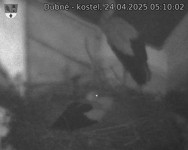Capi_Dubne_20250424_051002.jpg (1350 x 1080)