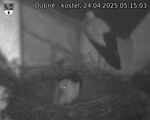 Capi_Dubne_20250424_051503.jpg