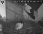 Capi_Dubne_20250424_052003.jpg