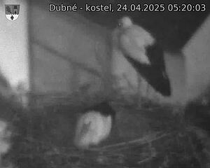 Capi_Dubne_20250424_052003.jpg (1350 x 1080)