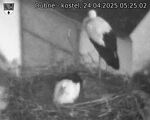 Capi_Dubne_20250424_052502.jpg