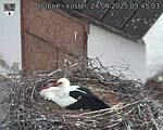 Capi_Dubne_20250424_054503.jpg