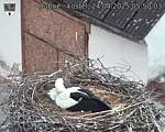 Capi_Dubne_20250424_055003.jpg