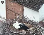 Capi_Dubne_20250424_055502.jpg