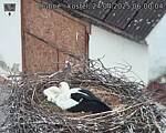 Capi_Dubne_20250424_060004.jpg