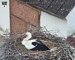 Capi_Dubne_20250424_060503.jpg
