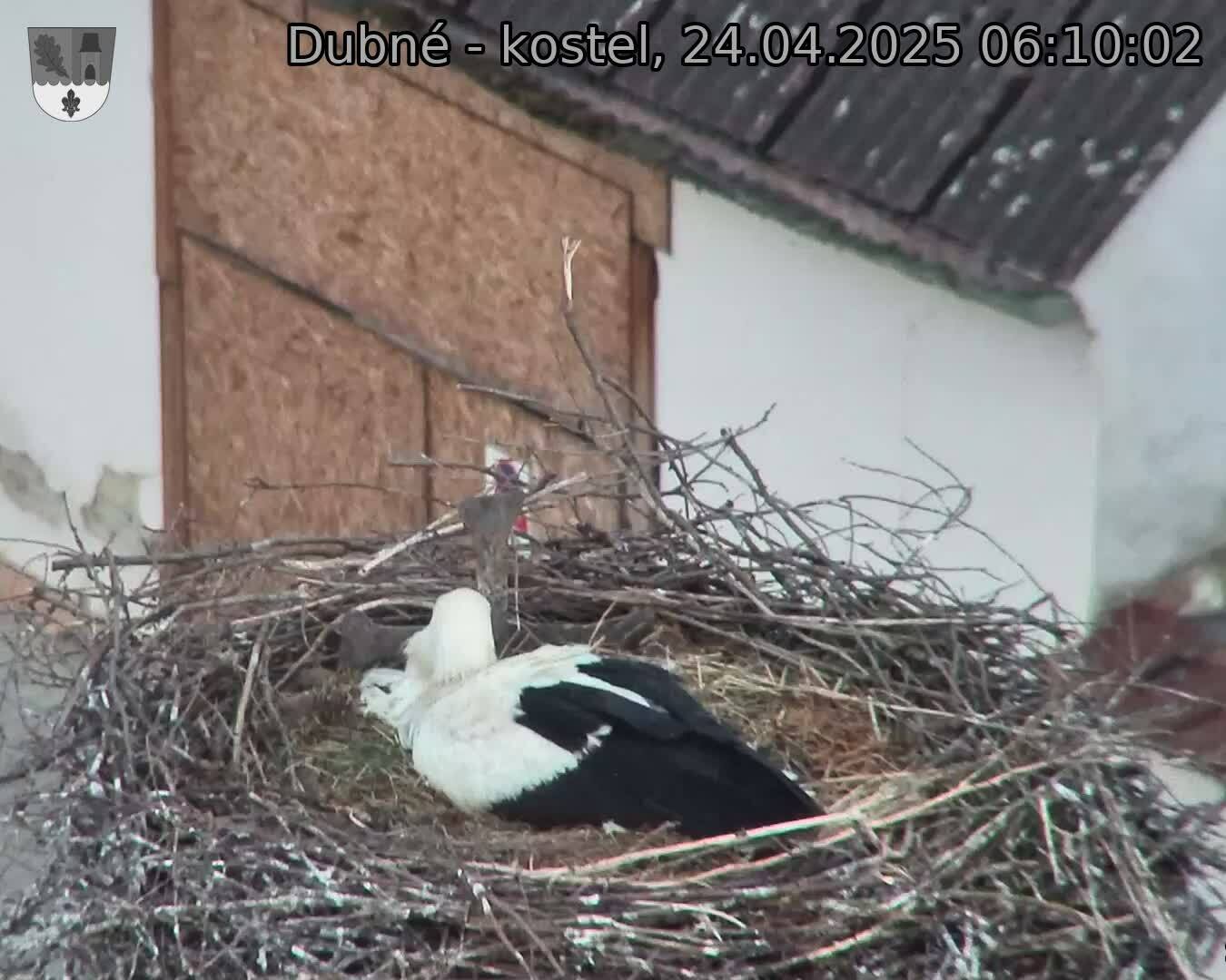 Capi_Dubne_20250424_061002.jpg (1350 x 1080)