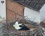 Capi_Dubne_20250424_061002.jpg