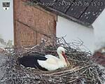 Capi_Dubne_20250424_061503.jpg