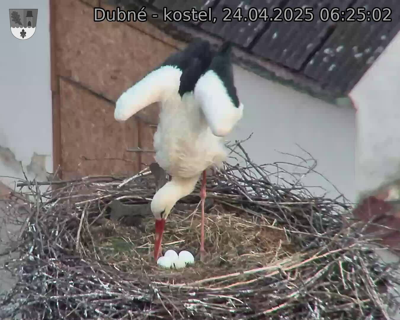 Capi_Dubne_20250424_062502.jpg (1350 x 1080)