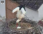 Capi_Dubne_20250424_062502.jpg