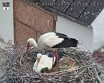 Capi_Dubne_20250424_063003.jpg