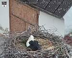 Capi_Dubne_20250424_063502.jpg