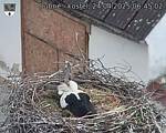 Capi_Dubne_20250424_064502.jpg