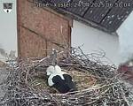 Capi_Dubne_20250424_065004.jpg
