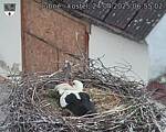 Capi_Dubne_20250424_065502.jpg