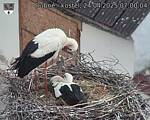 Capi_Dubne_20250424_070004.jpg