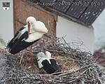 Capi_Dubne_20250424_070503.jpg