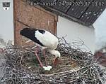 Capi_Dubne_20250424_071002.jpg