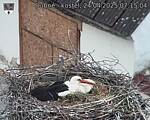 Capi_Dubne_20250424_071504.jpg