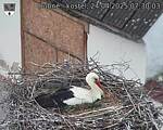 Capi_Dubne_20250424_073003.jpg