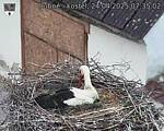 Capi_Dubne_20250424_073502.jpg