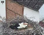 Capi_Dubne_20250424_074004.jpg