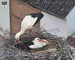 Capi_Dubne_20250424_074502.jpg