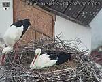 Capi_Dubne_20250424_080503.jpg