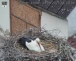 Capi_Dubne_20250424_082004.jpg