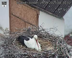 Capi_Dubne_20250424_083002.jpg (1350 x 1080)
