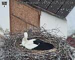 Capi_Dubne_20250424_083504.jpg